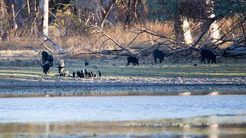 Feral pigs coming to water at Jardines Lagoon, near Einsleigh, North Queensland